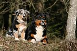 BERGER AUSTRALIEN - ADULT & PUPPY 081